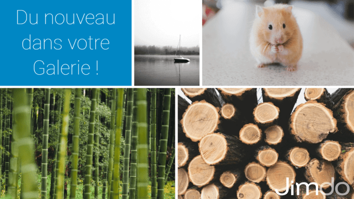 Découvrez les toutes nouvelles options de la galerie d’images&nbsp;!